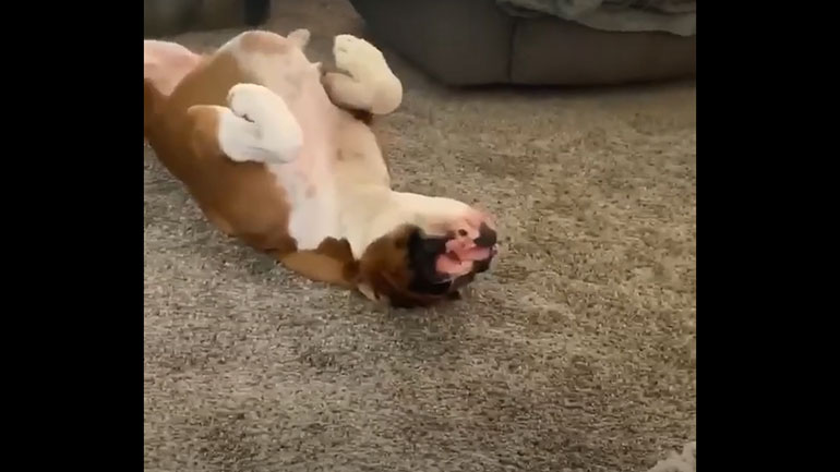 Ο σκύλος… χάλασε